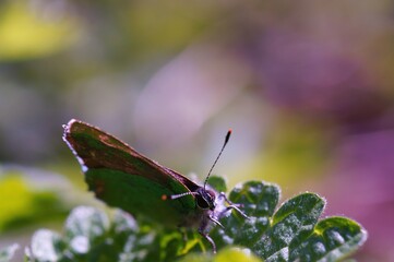 Butterfly on a colored background. Insects in nature.