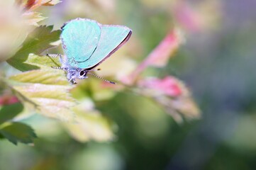 Butterfly on a colored background. Insects in nature.