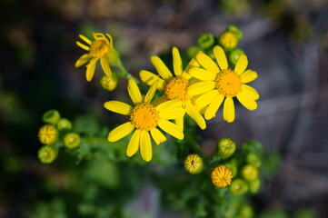 yellow flowers in the garden