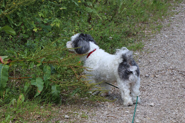 Fototapeta premium little dog is looking into the nature