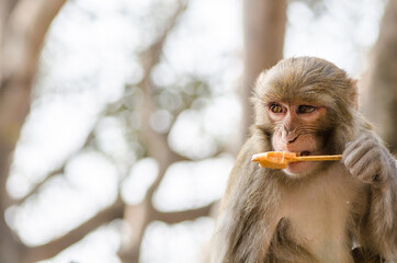 Portrait of an adult Rhesus macaque (Macaca) monkey eating ice cream with a stick in Swayambhunath or Monkey Temple in Kathmandu, Nepal