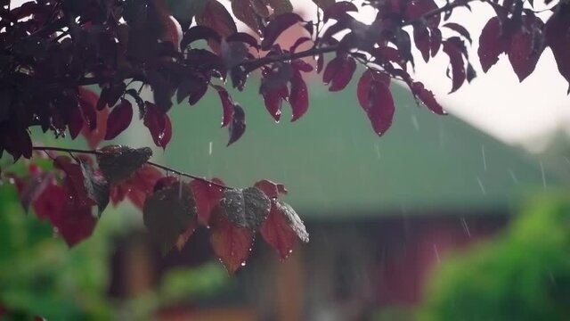 Close-up of a Pissardi plum branch with red leaves covered with drops during a summer rain