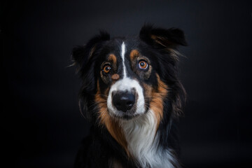 Portrait von einem Australien Shepherd im Fotostudio. Hund versucht essen zu fangen. Border Collie macht witziges gesicht beim schnappen nach einem Treat