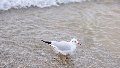 Seagull runs away from the spray of the oncoming wave