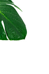 Monstera Deliciosa