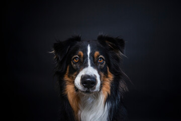 Portrait von einem Australien Shepherd im Fotostudio. Hund versucht essen zu fangen. Border Collie macht witziges gesicht beim schnappen nach einem Treat