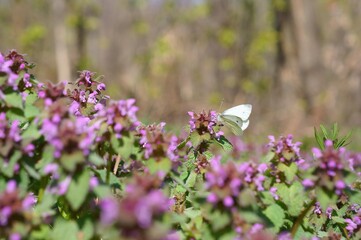 White butterfly on a purple flower.