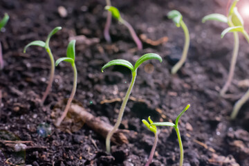 Young green tiny tomato seedlings with two leaves are growing on the ground, increasing harvest in sprinf time