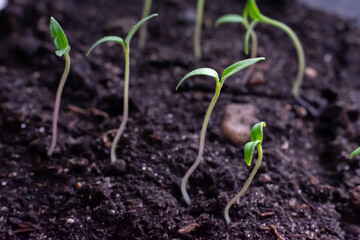 Young green tiny tomato seedlings with two leaves are growing on the ground, increasing harvest in sprinf time