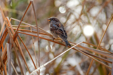 Sparrow in the city Park
