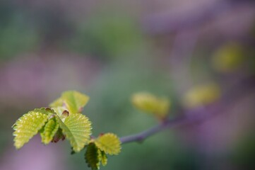 close up of leaves
