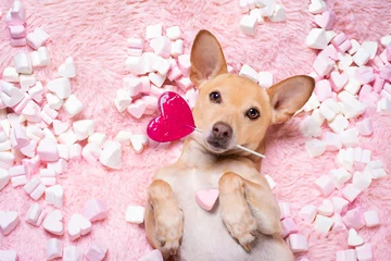 Foto op Plexiglas Grappige hond gelukkige valentijnshond in bed van marshmallows