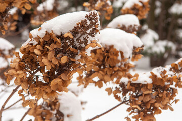 dry hydrangea flowers in the snow