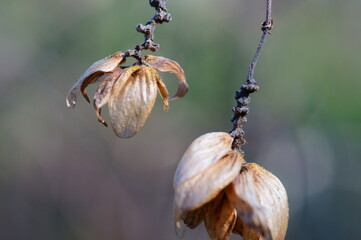 Dried cherry blossoms.
