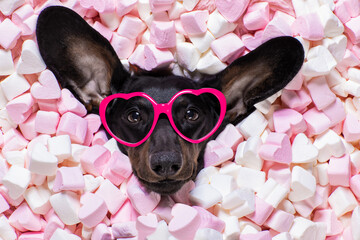 gelukkige valentijnshond in bed van marshmallows