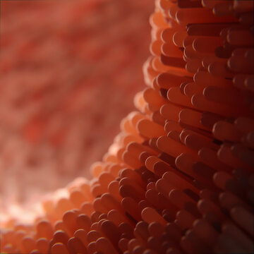 Darmschleimhaut und Darmzotten - 3D Visualisierung Nahaufnahme