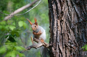 Fluffy squirrel on a tree branch. Animals in nature.