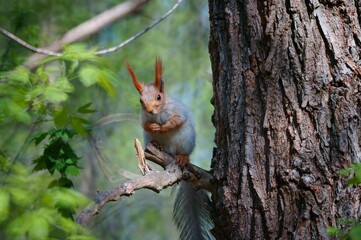 Fluffy squirrel on a tree branch. Animals in nature.