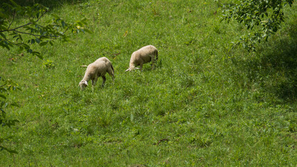 Obraz na płótnie Canvas Two sheep grazing in a pasture