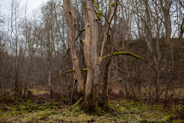 Dried dead tree in Nommeveski forest (estonian - Nõmmeveski). Tree has no bark. Selective focus.
