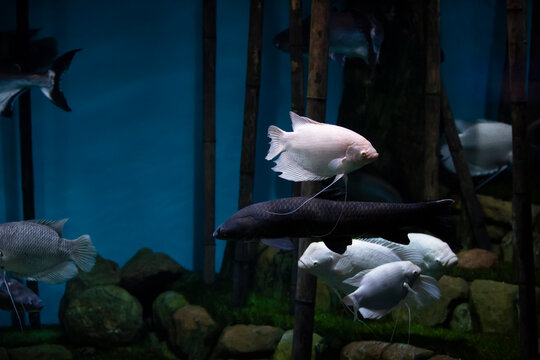 「Osphronemus」の画像 212 件の Stock 写真、ベクターおよびビデオ Adobe Stock