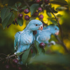 Two blue rose-ringed or ring-necked parakeets on the branch in summer garden