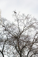 Fototapeta na wymiar abstract dry bare tree branch with birds nest