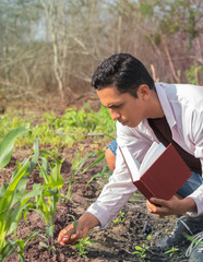 Latino agronomist checking a corn plant with his study book in the middle of a crop field