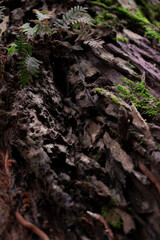 moss on tree trunk