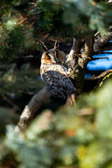 Portrait of an eared owl on a branch in the forest