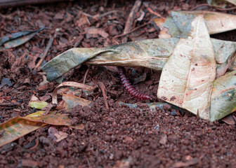 centipede