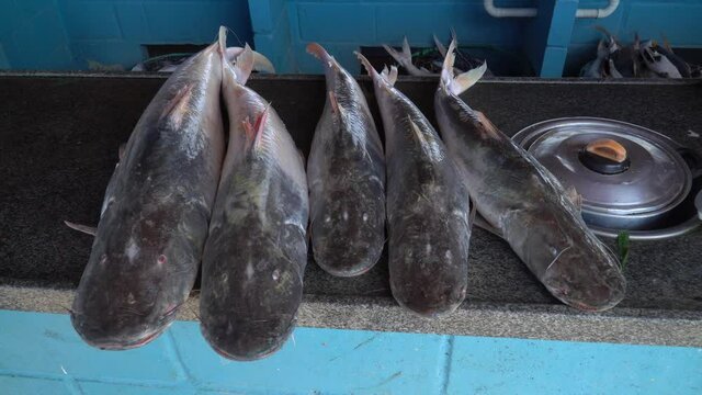 Close up of row of fresh Pintado fish, Pseudoplatystoma corruscans, on blue market counter inside fishmonger in the Amazon. Concept of business, work, fishmonger, profession, healthy food, trade.