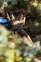Portrait of an eared owl on a branch in the forest