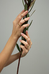 Women's hands with a neat delicate manicure and rings on their fingers hold a green plant photo on a gray background.