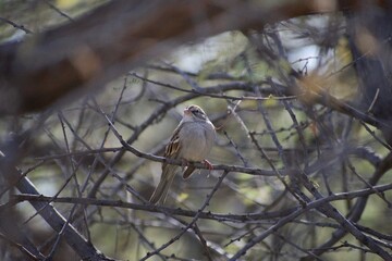 Sparrow bird hiding among tree branches in Arizona forest.