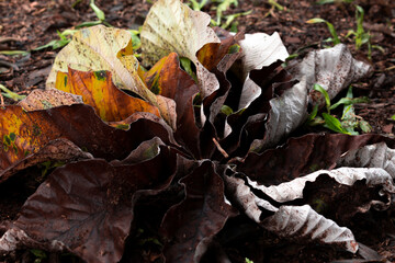 fallen autumn leaves