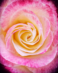 vibrant pink and white bicolored rose flower top view closeup, filtered image