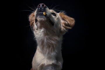 Rescue Dog try to catch treats in the studio. Half Breed Dog make funny Face while catching food. Mixed breed Dog Portrait in studio with black background and flashlight