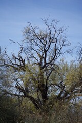 Fototapeta premium Bare tree branches in winter in Arizona forest, against blue sky