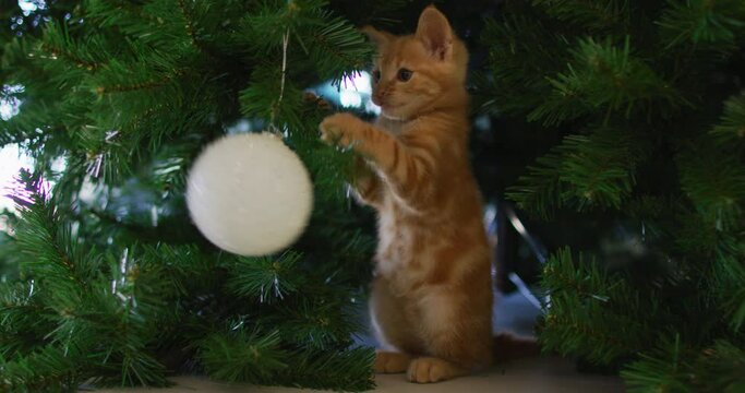 Ginger cat at home standing and playing with a christmas tree bauble ornament