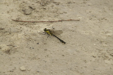 dragonfly on the ground
