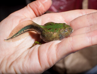 The Brazilian horned frog tadpole in the water