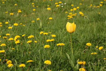 yellow tulip growing among the field of blooming dandelions