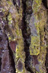 wood