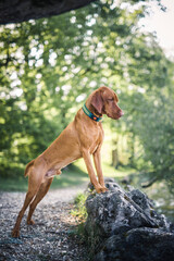 Magyar Vizsla steht auf einem Stein neben dem Wasser.