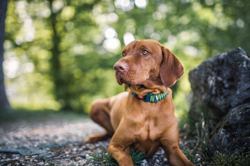 Magyar Vizsla liegt im Park neben einem Stein.