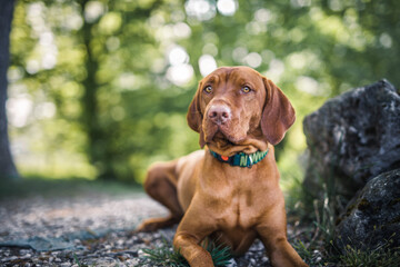 Magyar Vizsla liegt im Park neben einem Stein.
