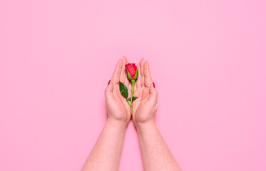 Woman hands holding a red rose on pink background. Woman Day flat lay concept
