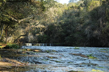 river in the forest