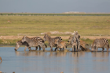 Fototapeta na wymiar herd of zebra drinking and playing in the water